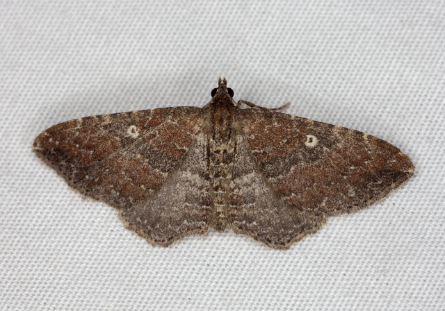 Orthonama obstipata Geometridae