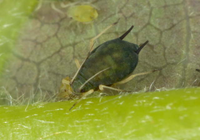   Aphididae