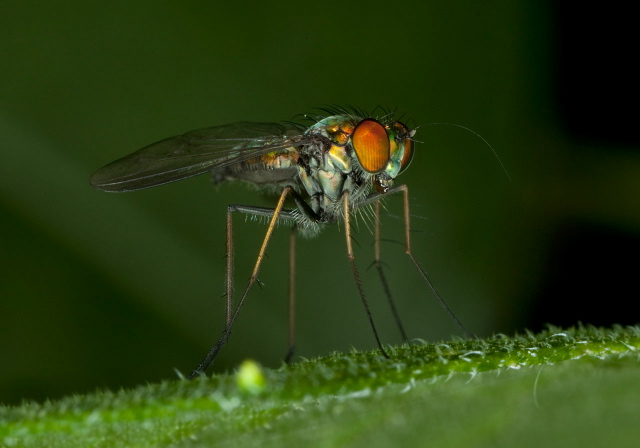 Condylostylus comatus group? Dolichopodidae