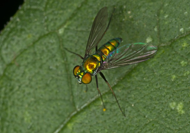 Condylostylus comatus group? Dolichopodidae