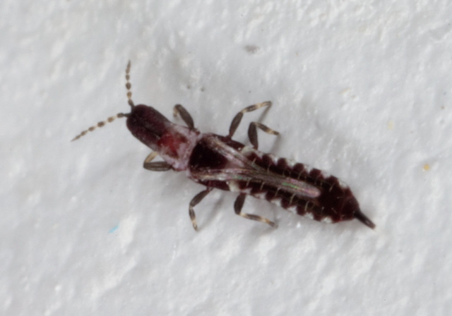 Hoplothrips sp.? Phlaeothripidae