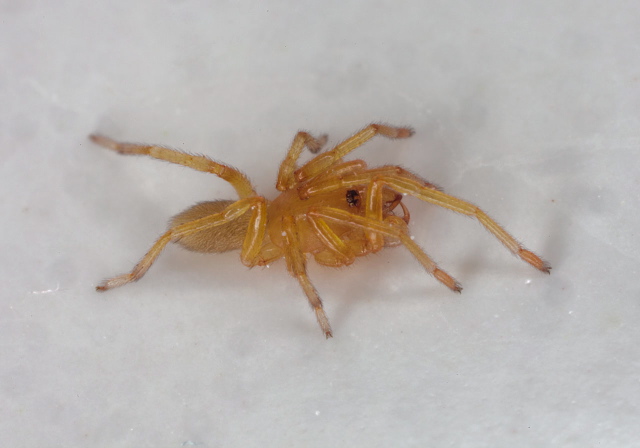 Dysdera crocata? Dysderidae