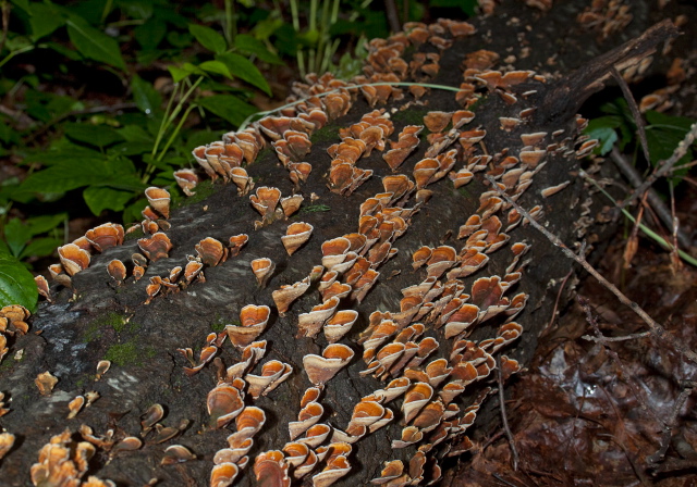 Stereum ostrea Stereaceae