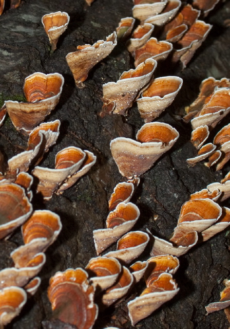 Stereum ostrea Stereaceae