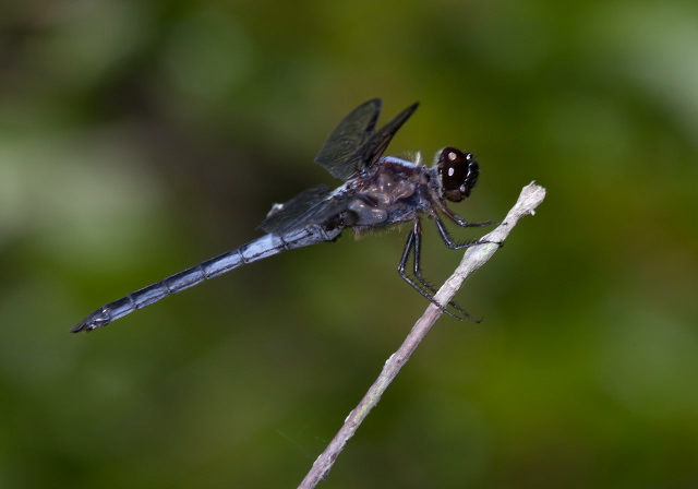 Libellula axilena Libellulidae