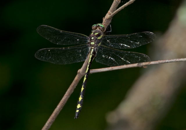 Cordulegaster obliqua Cordulegastridae