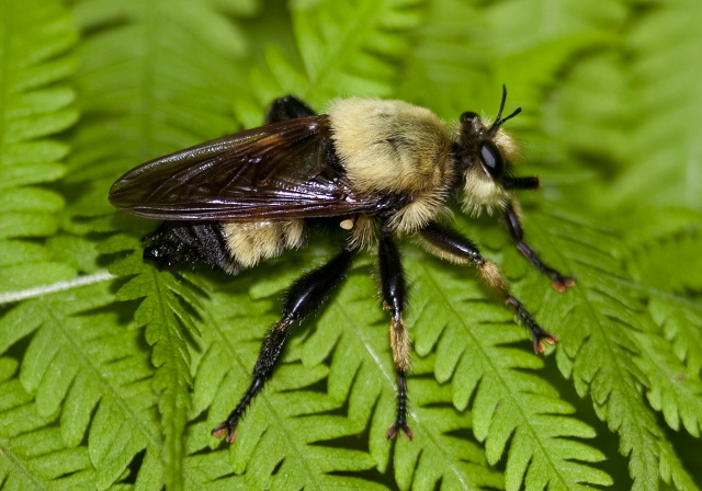 Laphria champlainii? Asilidae