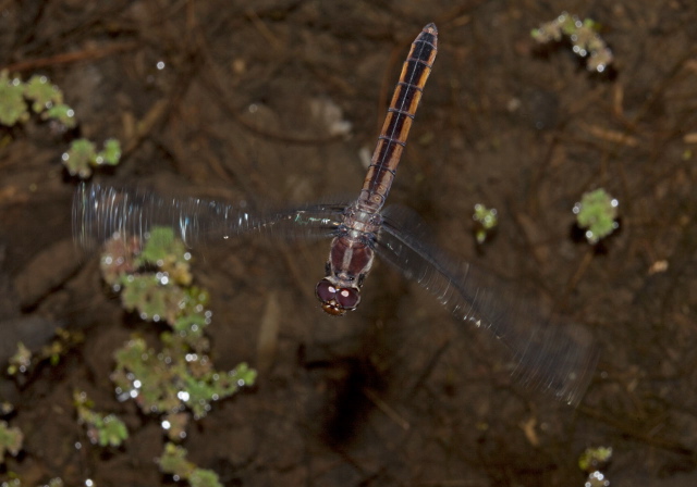 Libellula incesta Libellulidae