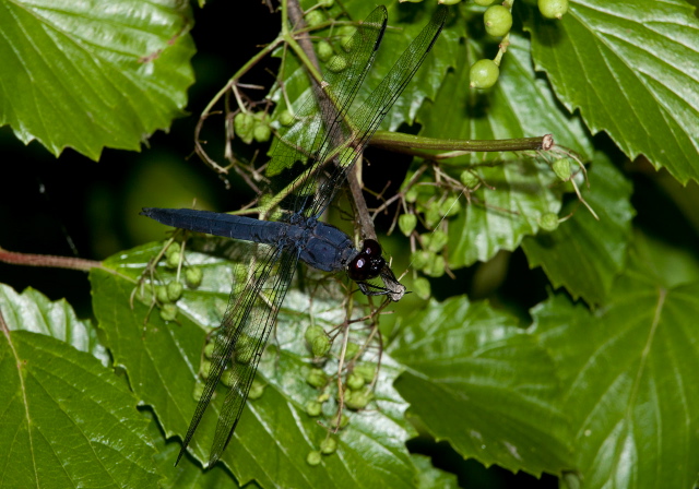 Libellula incesta Libellulidae