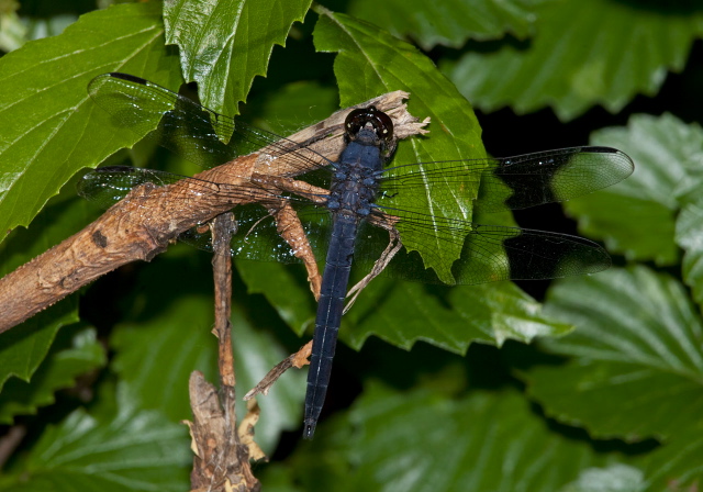 Libellula incesta Libellulidae