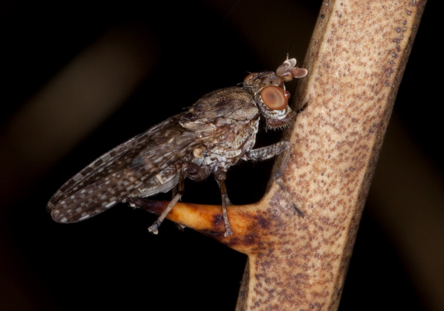 Dictya sp. Sciomyzidae