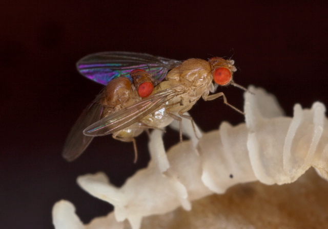 Drosophila sp. Drosophilidae