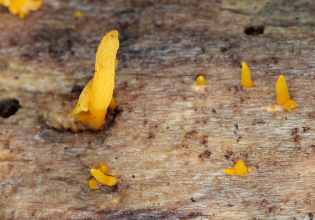 Calocera cornea Dacrymycetaceae