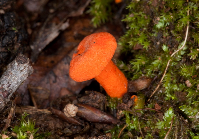 Hygrocybe miniata? Tricholomataceae