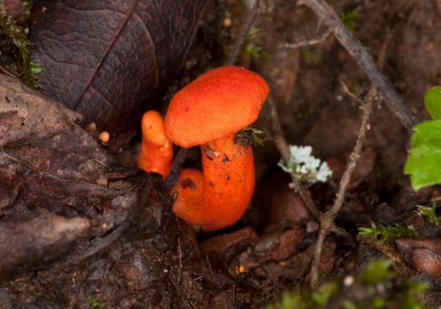 Hygrocybe miniata? Tricholomataceae