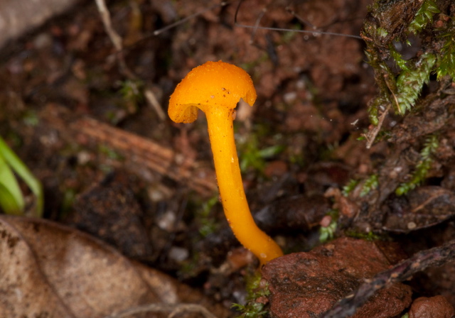   Tricholomataceae