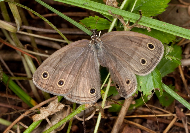 Megisto cymela Nymphalidae