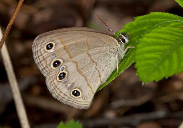 Megisto cymela Nymphalidae