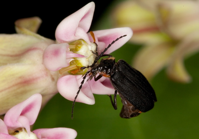 Polemius laticornis Cantharidae