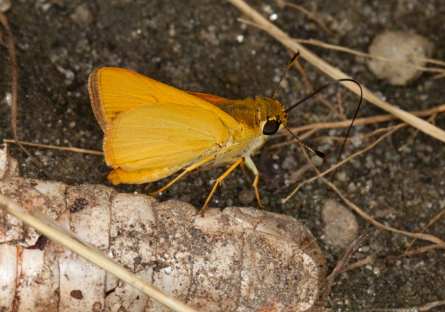 Anatrytone logan Hesperiidae