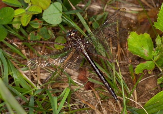 Gomphus lividus Gomphidae