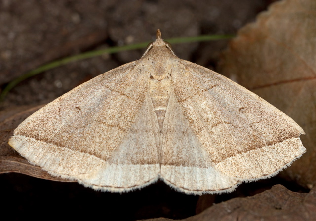 Zanclognatha cruralis? Erebidae