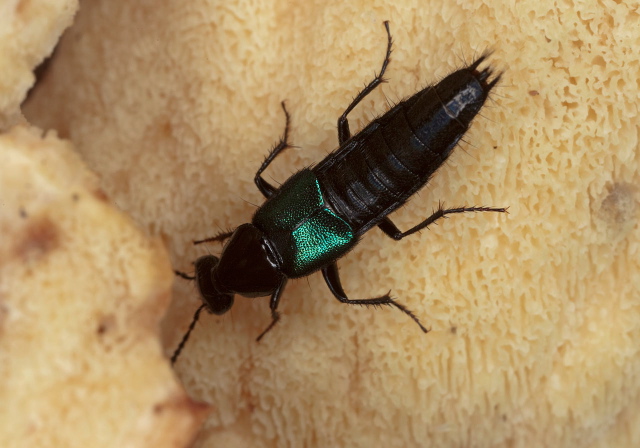 Philonthus caeruleipennis Staphylinidae