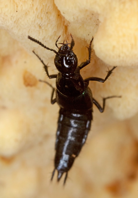 Philonthus caeruleipennis Staphylinidae