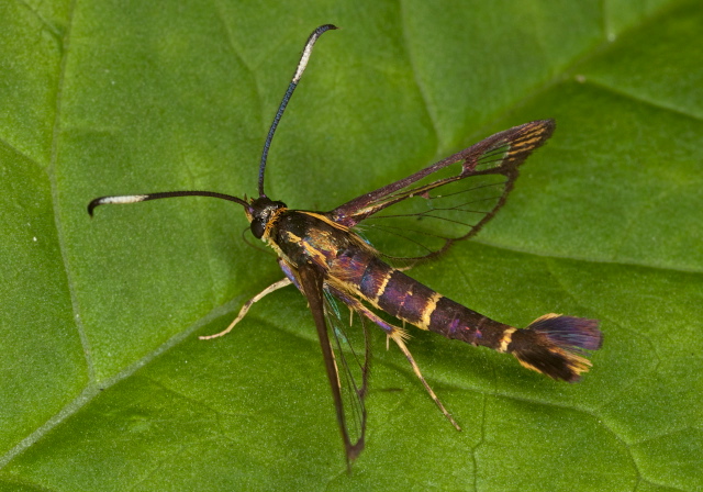 Carmenta bassiformis Sesiidae