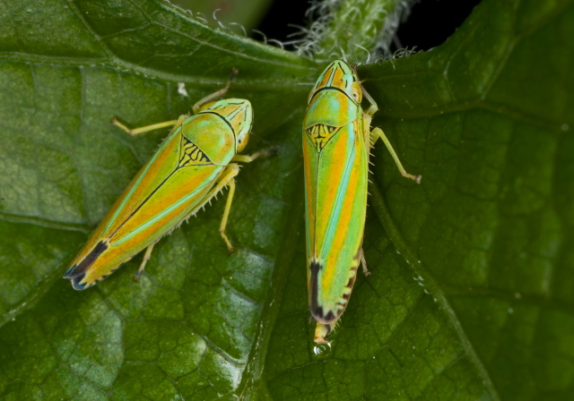 Graphocephala versuta Cicadellidae