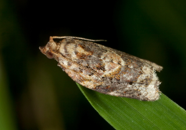 Zeiraphera canadensis? Tortricidae