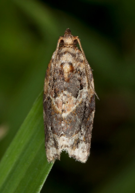 Zeiraphera canadensis? Tortricidae