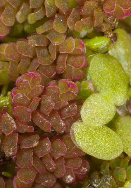 Azolla caroliniana Salviniaceae