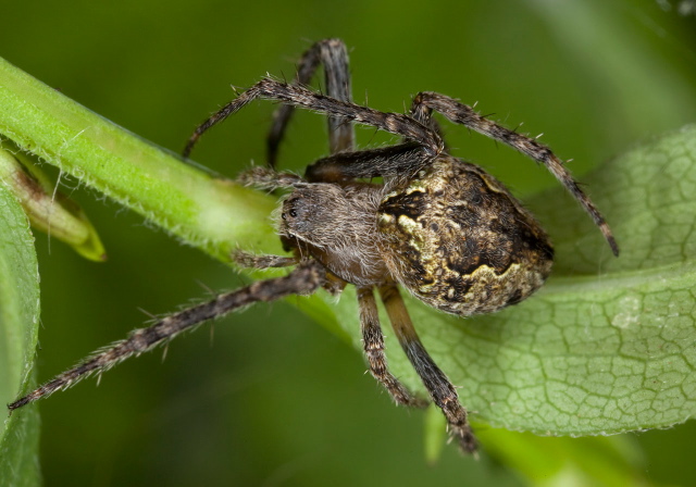 Eustala anastera? Araneidae