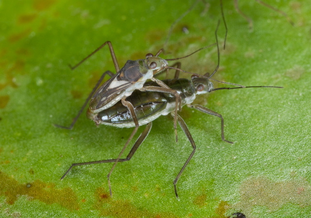 Mesovelia mulsanti? Mesoveliidae