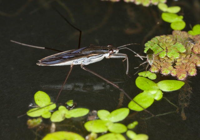 Gerris sp.? Gerridae