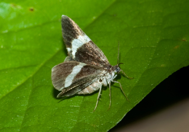 Trichodezia albovittata Geometridae