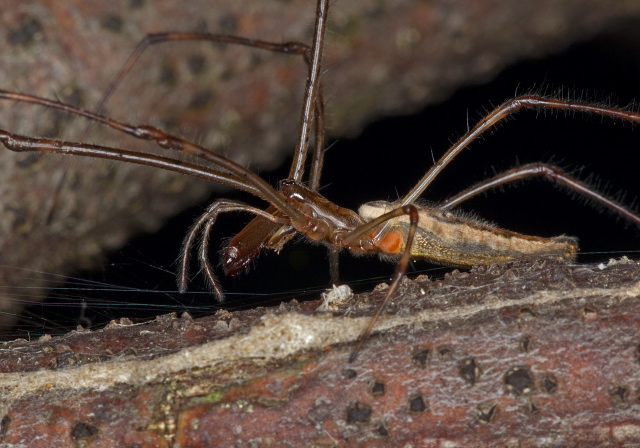 Tetragnatha elongata Tetragnathidae