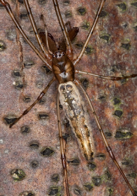 Tetragnatha elongata Tetragnathidae