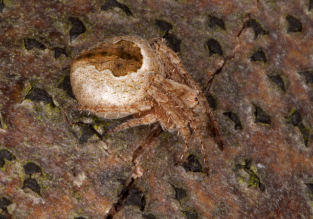 Eustala cepina? Araneidae