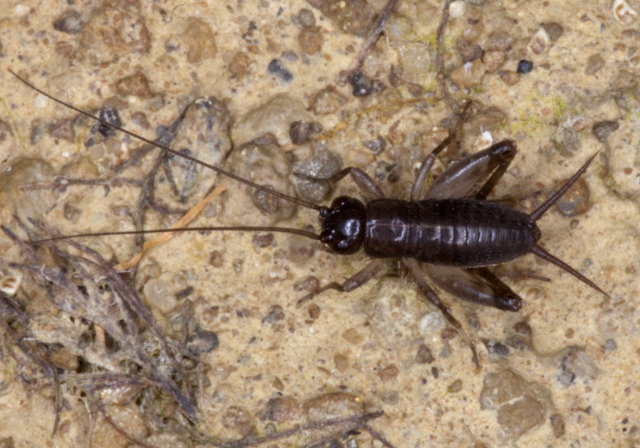   Gryllidae