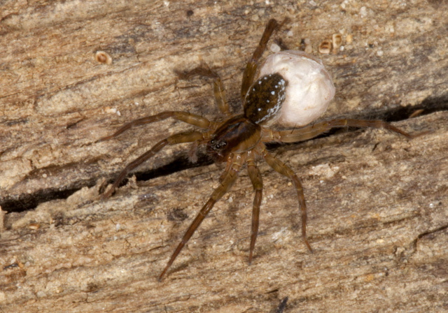 Pirata-Piratulas group Lycosidae