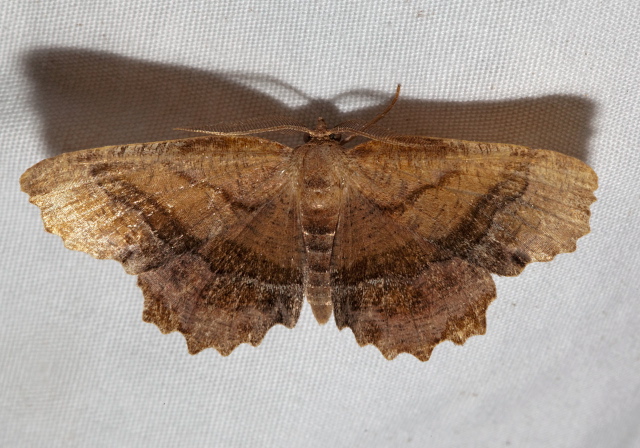 Cepphis armataria Geometridae