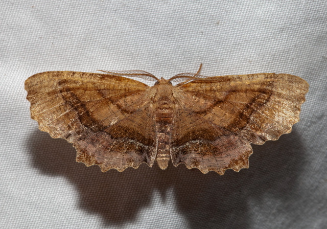 Cepphis armataria Geometridae