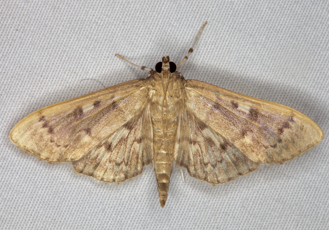 Herpetogramma aeglealis Crambidae