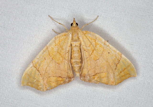 Eulithis diversilineata Geometridae