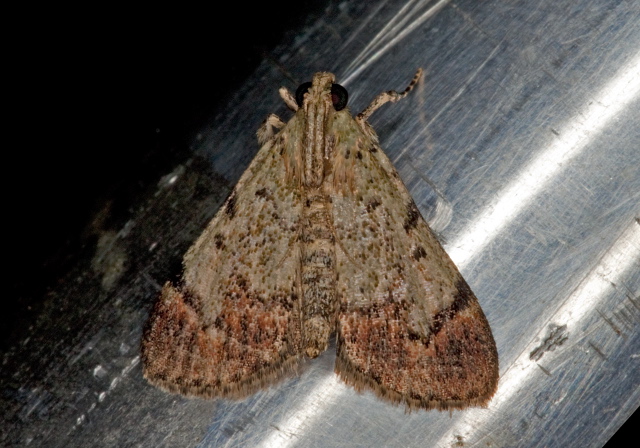 Epipaschia superatalis Pyralidae