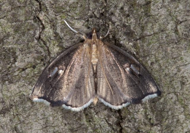 Perispasta caeculalis Crambidae