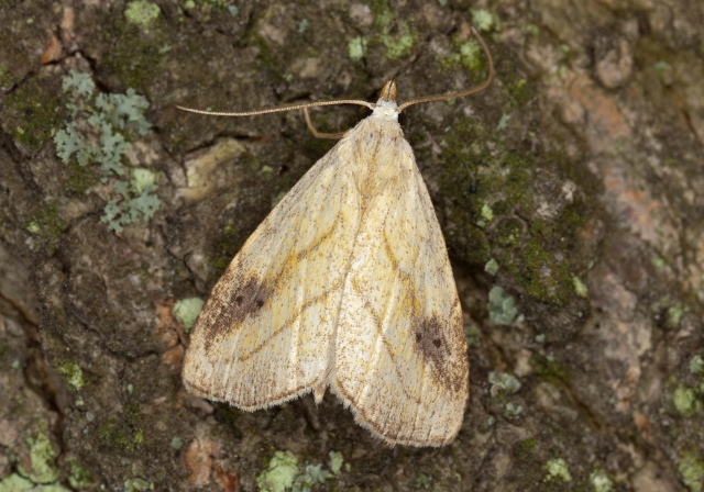 Rivula propinqualis Erebidae