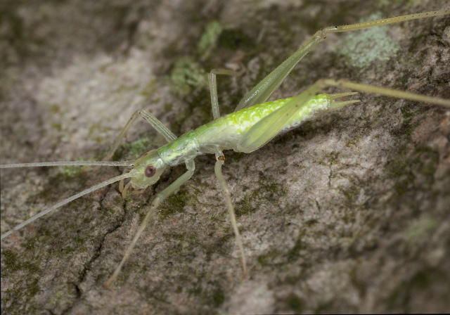 Oecanthus niveus Gryllidae